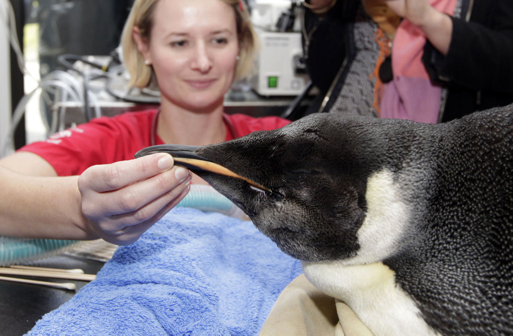 New Zealand Emperor penguin